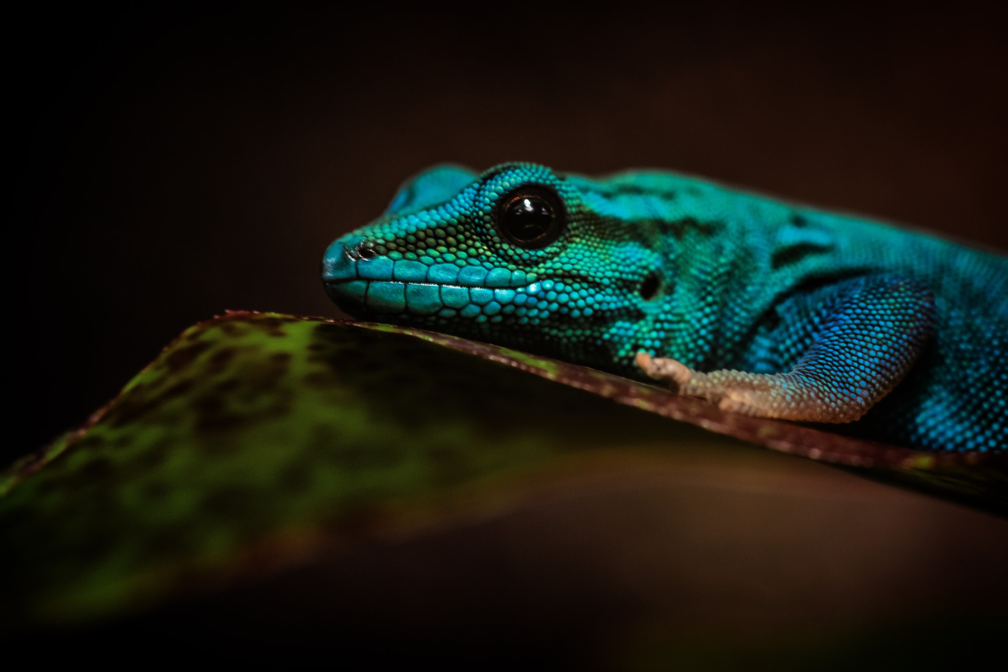 Blue electric gekko